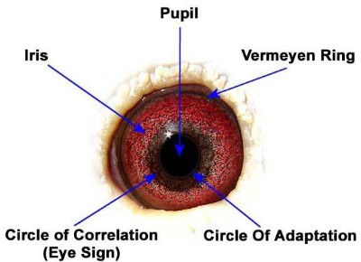 racing pigeons eye signs pairing
